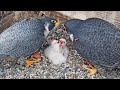 Cal Falcons: Archie watches Annie feed chicks 👀 Cutest thing ever! 🥰 2024 Apr 24