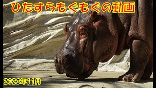 上野動物園カバのもぐもぐタイム