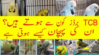 Tcb budgies identification || Tcb budgies ki pehchaan || Tcb budgies.