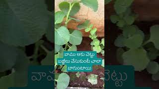 ఈ ఆకు తో టీ చెసుకుంటే బరువు తగ్గటానికి useful #weightloss #trending #gardening #cooking#viralvideo