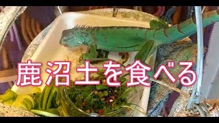 拒食のブルーイグアナの観察レップカルのリクガメフードと鹿沼土を自分で食べた