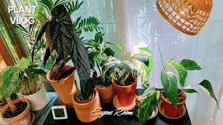 Plant VLOG #1 exciting moment while growing plants