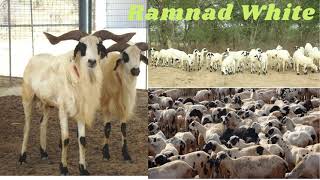 Sheep breeds of Tamil Nadu