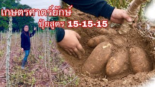 ต้นสวยมากตาถี่ เกษตรศาสตร์ยักษ์กับปุ๋ยสูตร 15-15-15