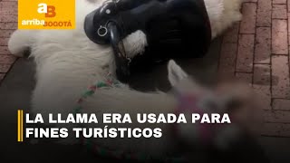 Investigan la presunta muerte de una llama en el centro de Bogotá | CityTv