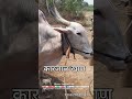 कारजाळ खाण अर्धनारी बेगमपुर मोहोळ सोलापूर 9325232631 khillar cow khillarpremi bull खिल्लार