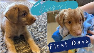 Nova Scotia Duck Tolling Retriever puppy - 8 weeks!