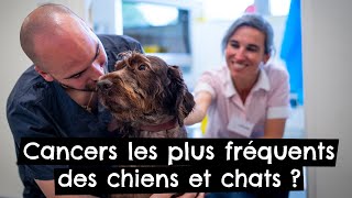 Cancers les plus fréquents des chiens 🐶 et chats 🐱 ?