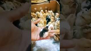 சிறுவிடை கோழி குஞ்சு விற்பனை|siruvidai chicks sale