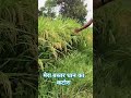 bastar farming farmer kisan paddy