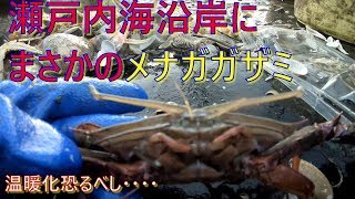 ヒラメ漁をしていたら・・・・、メナガガザミなるものを発見致しました！