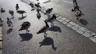 July 12 , 2021 . 4K . WHITE-FRONTED GEESE [Branta leucopsis] in HELSINKI . FINLAND . 4K UltraHD  .