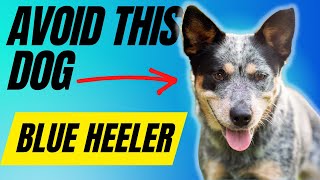 Avoid Owning A Blue Heeler Unless You Have These 7 Things
