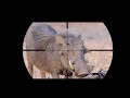 Epic SCOPE CAM Warthog Hunting in AFRICA!!!! (Close Shot)