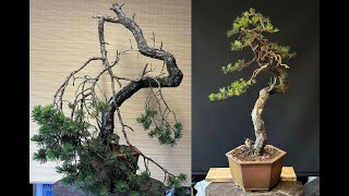 First styling of a yamadori Scots Pine Bonsai