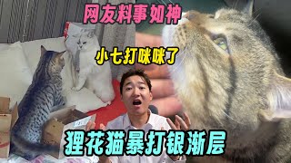 网友料事如神啊！狸花猫暴打银渐层 来的时候是只恐惧的小狸花 现在翻身当主人了！