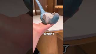 哇，好惊喜，小鸟民俗真的有小鸟#鹦鹉 #萌宠 #parrot #pets #搞笑 #cute #animals #birds #治愈#shorts