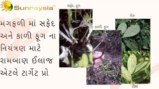 મગફળીમાં સફેદ અને કાળી ફૂગમાં રામબાણ ઈલાજ એટલે Target Pro l  Control of All  Fungus in Groundnut