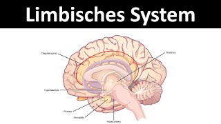 Limbisches System [Amygdala, Hippocampus, etc.] - [Neurobiologie, Oberstufe]