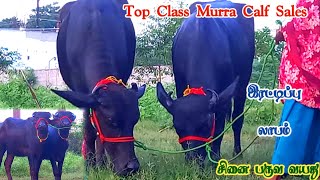 இரட்டிப்பு லாபம் தரும் Top quality murra வளர்ப்பு கன்றுகள் விற்பனை