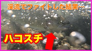 話題の魚、ハコスチン○ンと勝負！【渓流釣り】【ハコスチ】【放流】