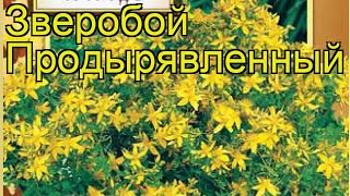 Зверобой продырявленный. Краткий обзор, описание характеристик, где купить семена