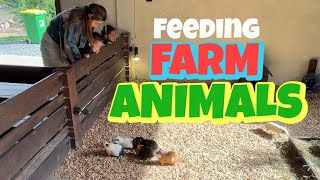 Dikejar Burung Raksasa! Main ke Peternakan Kasih Makan Hewan | Feeding Farm Animals