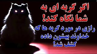 حقایقی در مورد گربه ها که نگاه می کنند کشف شد!