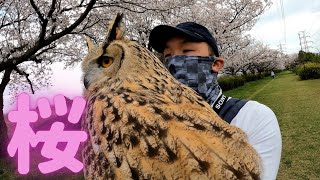 カメラ初心者がペットのフクロウと桜の写真を撮りに行く(Beginner cameraman try to take cherry blossom photos with Owl )