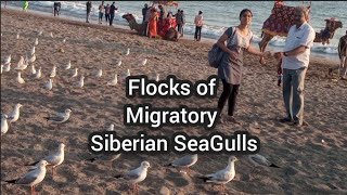 Migratory Siberian SeaGulls