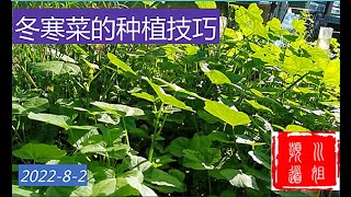 冬寒菜种植技巧 /庭院种植/22-53/2022-8-2