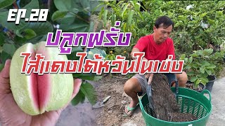 ปลูกฝรั่งไส้แดงไต้หวันในเข่ง [Ep.28]