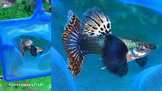 Dumbo Platinum Long Dorsal Red Mosaic  |  白金 象耳 大背 孔雀魚