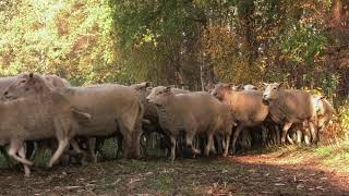 Sint Hubertus viering 2018  Wijchmaal  Peer