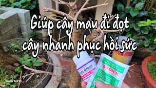 Phục hồi mai vàng hiệu quả sau khi cho hoa Tết