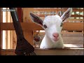 小屋の中の可愛い子ヤギ 2022年8月6日 goat farm 手作りヤギ牧場