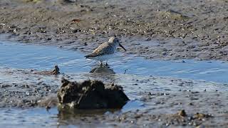 黑腹濱鷸覓食--Dunlin