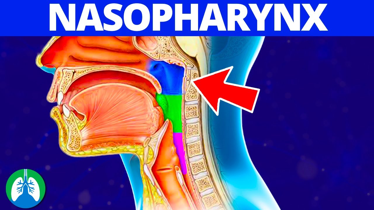 Nasopharynx Anatomy Definition