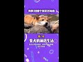 狗狗1000个搞笑名场面：柴犬的沐浴生活，感觉不友好太舒服