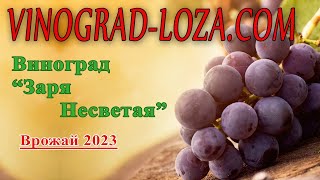 Ультра ранній виноград Заря Несветая