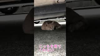 【台風】台風が過ぎても風が強いです。猫も避難してます。a typhoon came　Cats are also evacuated