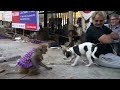 राजपूत बन्दर और यादव कुतिया का घमासान युद्ध हंस हंस के हो जाएगा पेट में दर्द monkey and dog