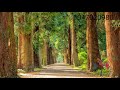 peaceful u0026 beautiful relaxing meditation music அமைதியான மற்றும் அழகான தியான இசை healer rajaram