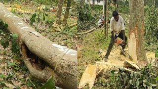 കേടായ പ്ലാവ് മരം  JACKFRUIT TREE