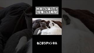 仲良く寝てた猫2匹が喧嘩になる瞬間がこちらです！ #shorts