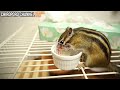 【シマリス】リスの赤ちゃんのお世話をしてたら大切なミルクが...