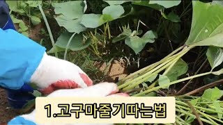 #고구마줄기 따는법#고구마줄기 까는법 #고구마줄기 질기지않게 냉동보관하는법