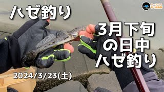 【ハゼ釣り】3月下旬の日中ハゼ釣り 2024年3月23日