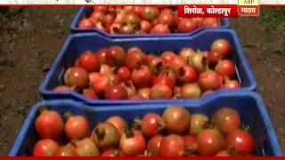 712 कोल्हापूर : मादनाईक बंधूंचा डाळींब शेतीचा यशस्वी प्रयोग 712 कोल्हापूर : मादनाईक बंधूंचा डाळींब शेतीचा यशस्वी प्रयोग