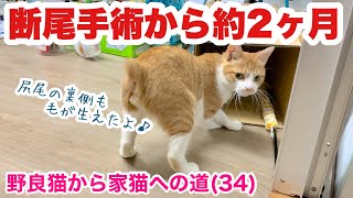 断尾手術から約2ヶ月、第一関節だけの尻尾の今！保護から58日目【野良猫から家猫への道】